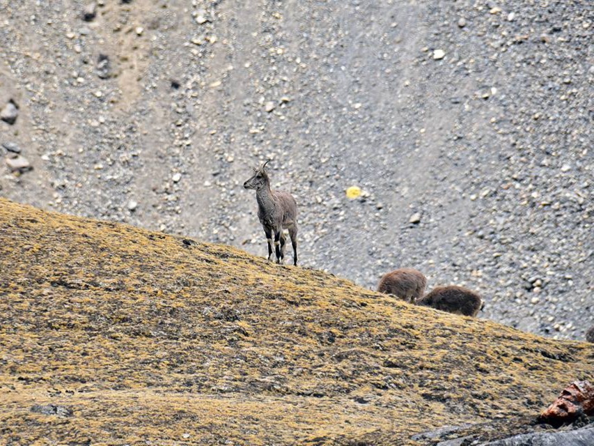 Upper Dolpo High Pass trek; Jomsom to Juphal photo 4