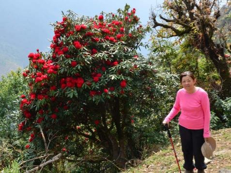 Poon Hill Panorama Trek; Rhododendrons & Himalayan Sunrises photo 3